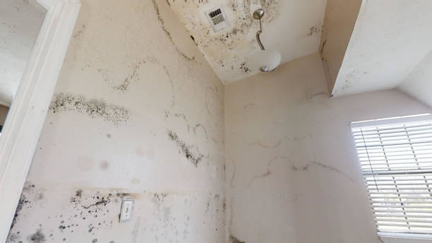 Best Industrial Mold Remediation  in Navajo, NM