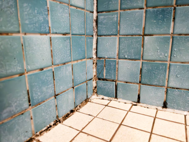 Best Water Damage & Mold Remediation  in Navajo, NM