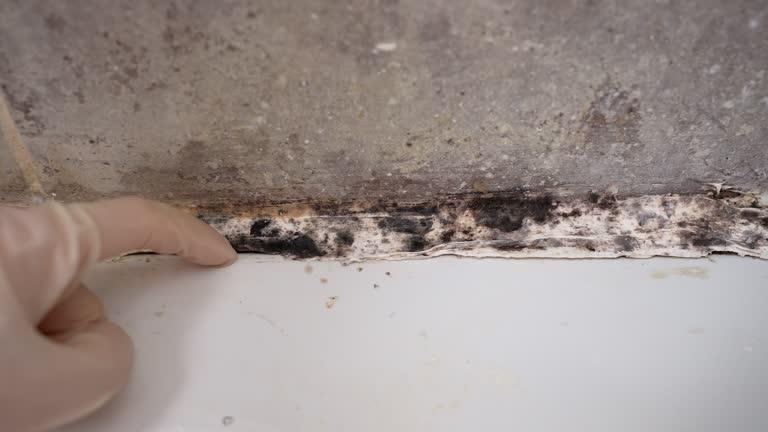  Navajo, NM Mold Removal Pros