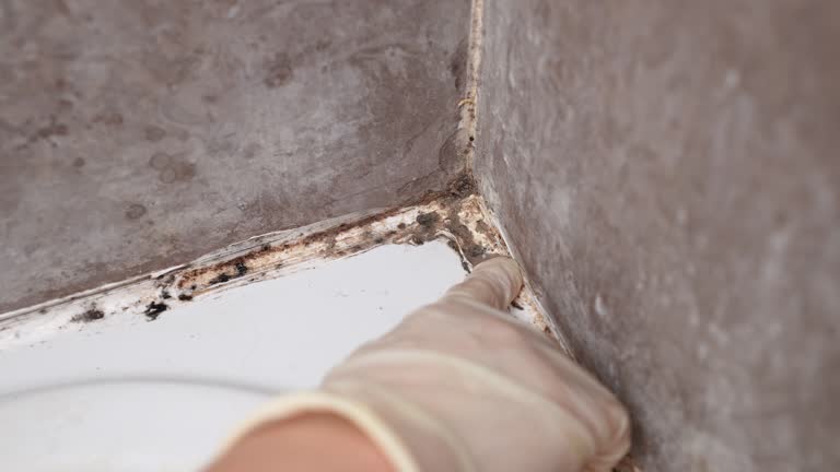 Best Residential Mold Inspection & Testing  in Navajo, NM