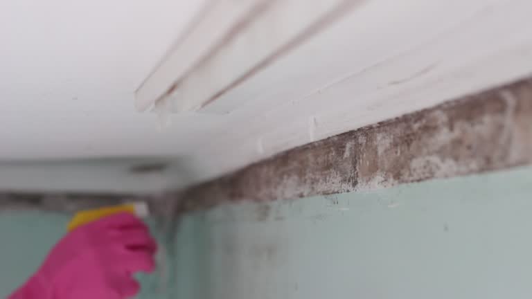 Professional Mold Removal in Navajo, NM
